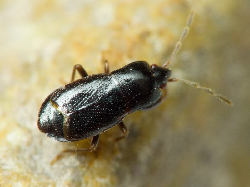 Plinthisus brevipennis (Latreille, 1807)